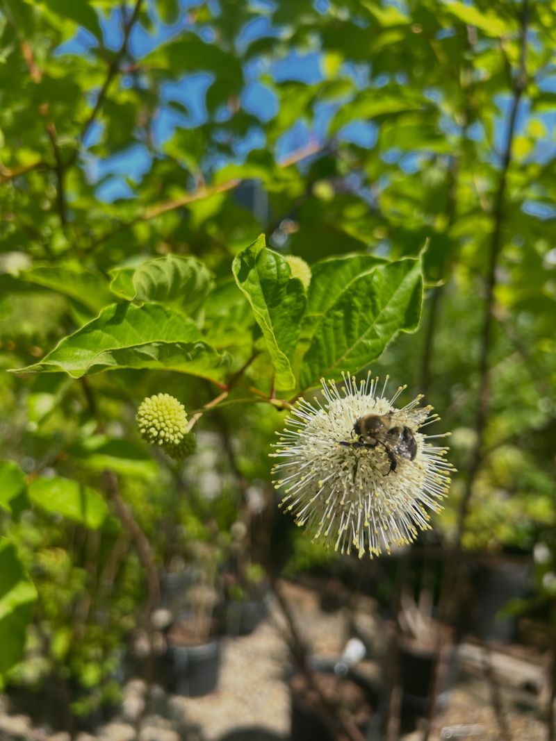 Its Summer Flowers Feed Pollinators