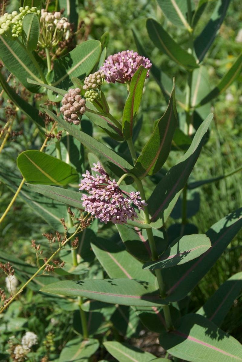 Its Taller Growth Needs More Room Than A Compact Butterfly Weed