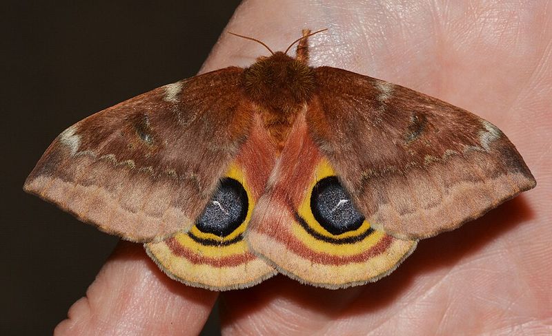 Its Transformation Into A Moth Its Transformation Into A Moth