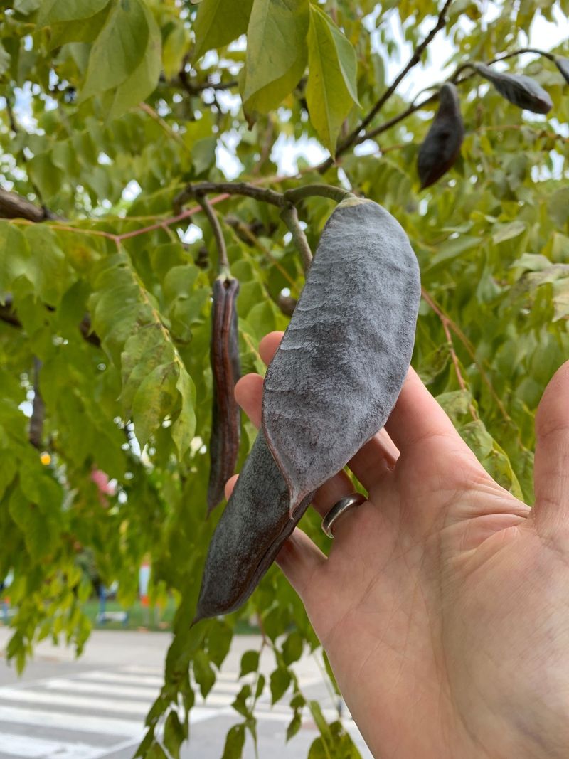 Its Unusual Seed Pods Set It Apart From Common Shade Trees