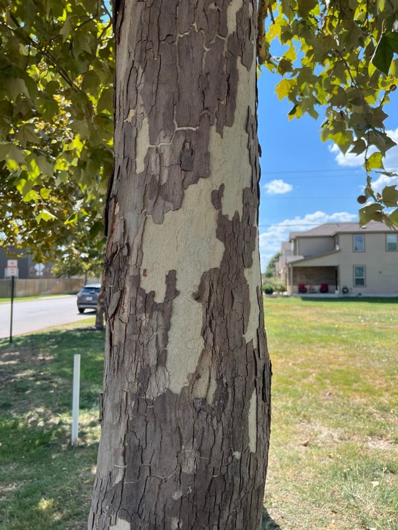 Its White Bark Reflects Heat Instead Of Absorbing It Its White Bark Reflects Heat Instead Of Absorbing It