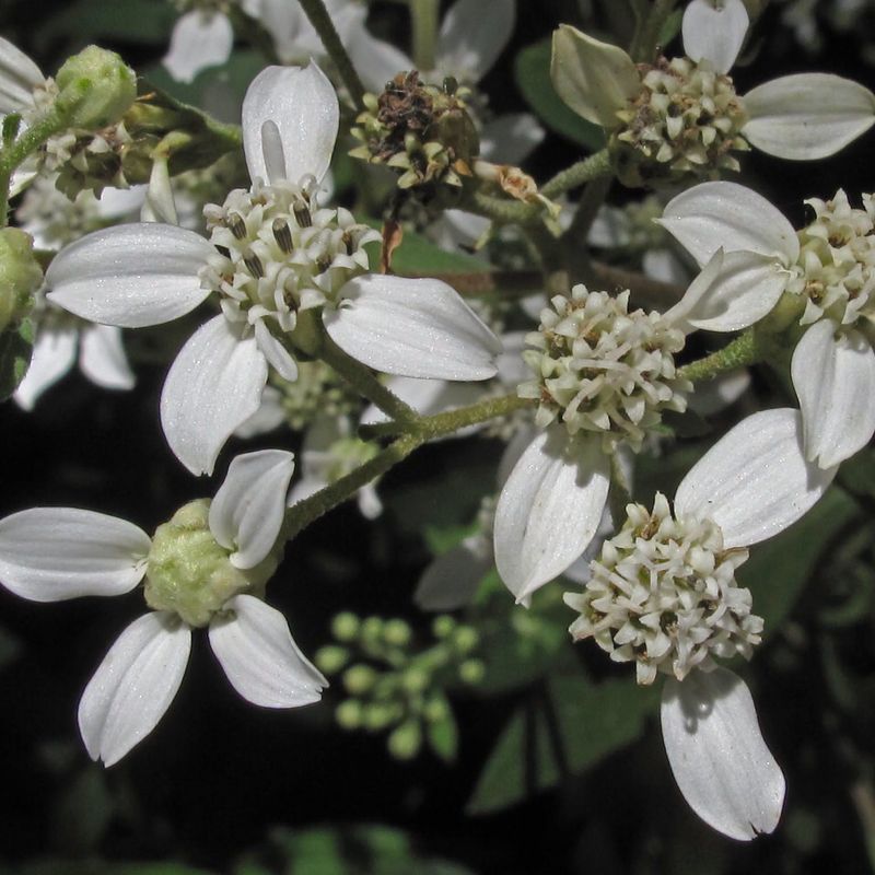 Its White Flowers Provide Valuable Nectar Its White Flowers Provide Valuable Nectar