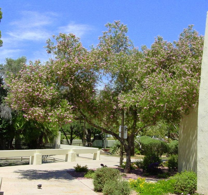 Its Wide Canopy Can Add Shade Near Patios Its Wide Canopy Can Add Shade Near Patios