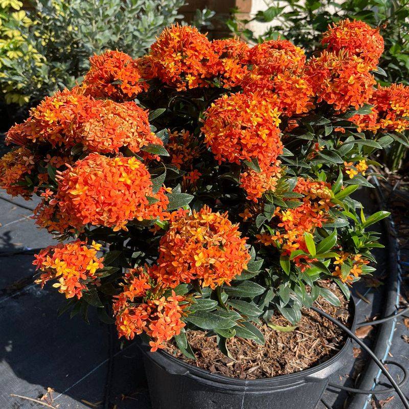 Ixora Can Be Shaped But Blooms Pay The Price