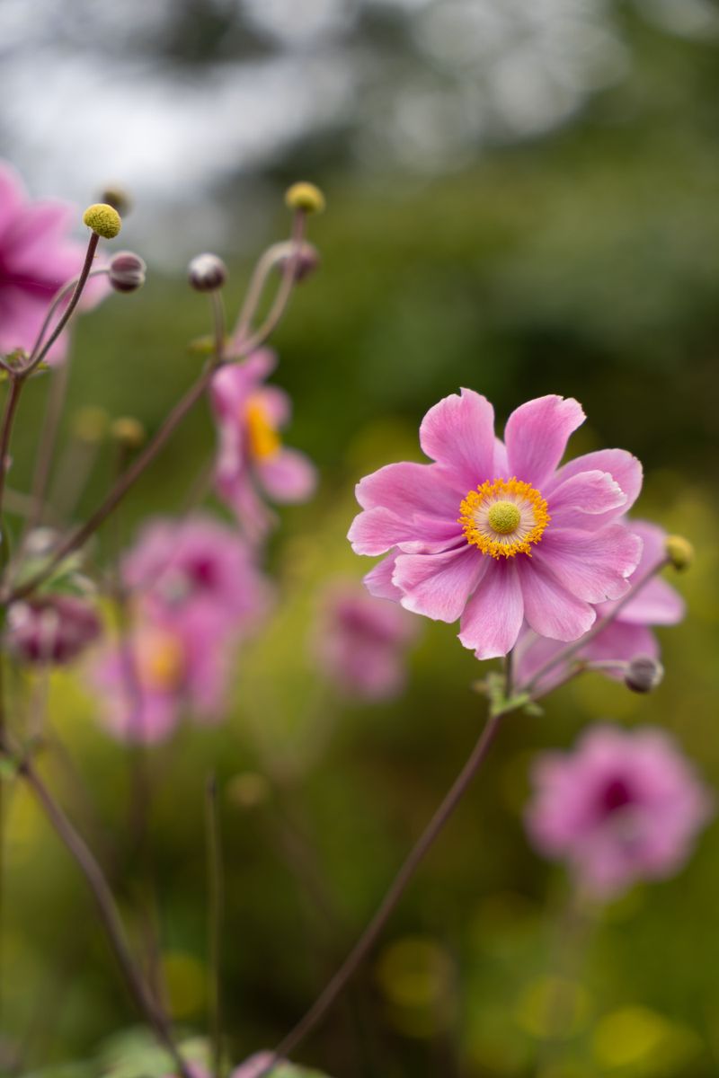 Japanese Anemone