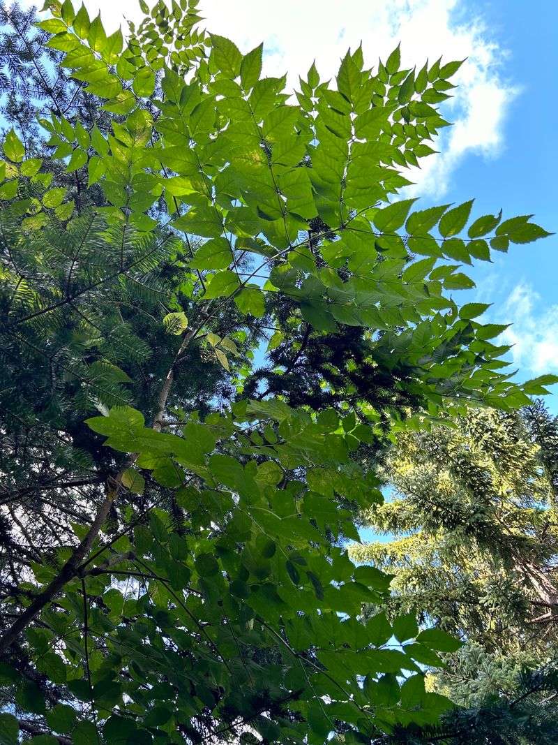 Japanese Angelica Tree (Aralia Elata) Japanese Angelica Tree (Aralia Elata)