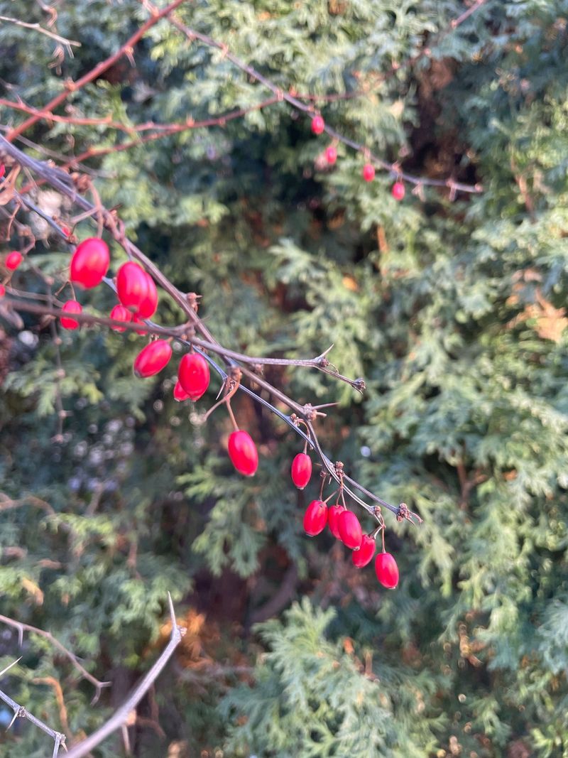 Japanese Barberry: A Thorny Yard Escape Artist Japanese Barberry: A Thorny Yard Escape Artist