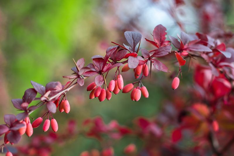 Japanese Barberry Can Create Favorable Tick Cover