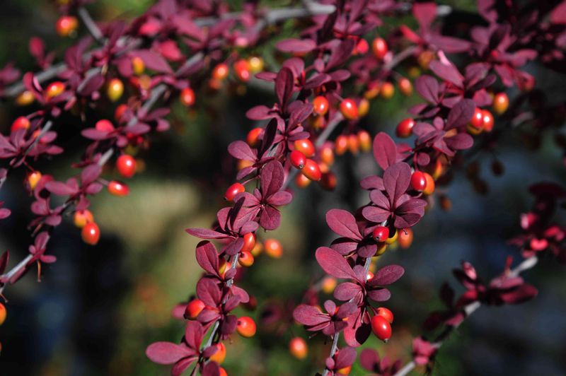 Japanese Barberry Creates Ideal Tick Cover