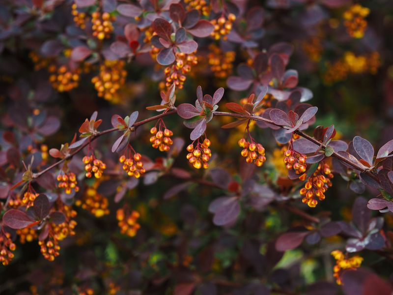 Japanese Barberry Japanese Barberry