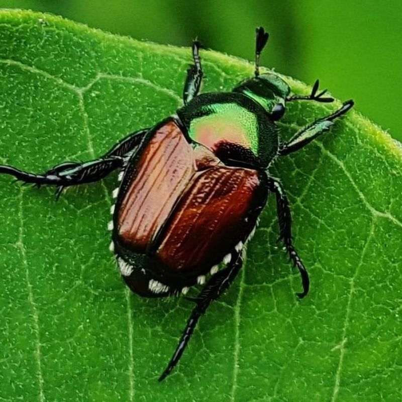 Japanese Beetles Can Strip Flowers And Landscape Plants