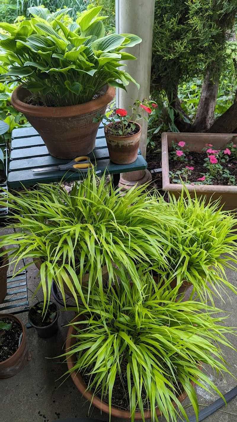 Japanese Forest Grass Brightening Up Shady Containers Japanese Forest Grass Brightening Up Shady Containers