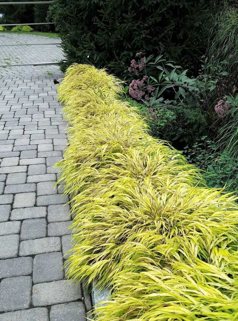 Japanese Forest Grass Getting Fuller In Shady Containers Japanese Forest Grass Getting Fuller In Shady Containers