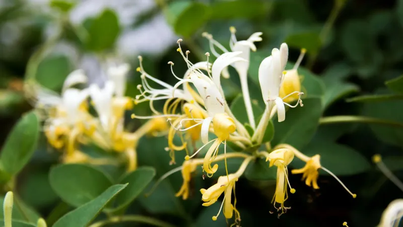 Japanese Honeysuckle Can Smother More Than A Garden Fence