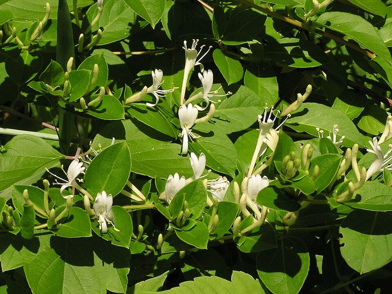 Japanese Honeysuckle Lost Its Legal Sales Route Japanese Honeysuckle Lost Its Legal Sales Route
