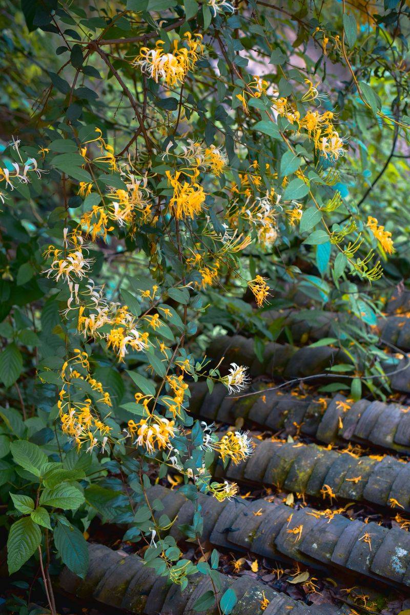Japanese Honeysuckle Overwhelms Fences And Plants Japanese Honeysuckle Overwhelms Fences And Plants