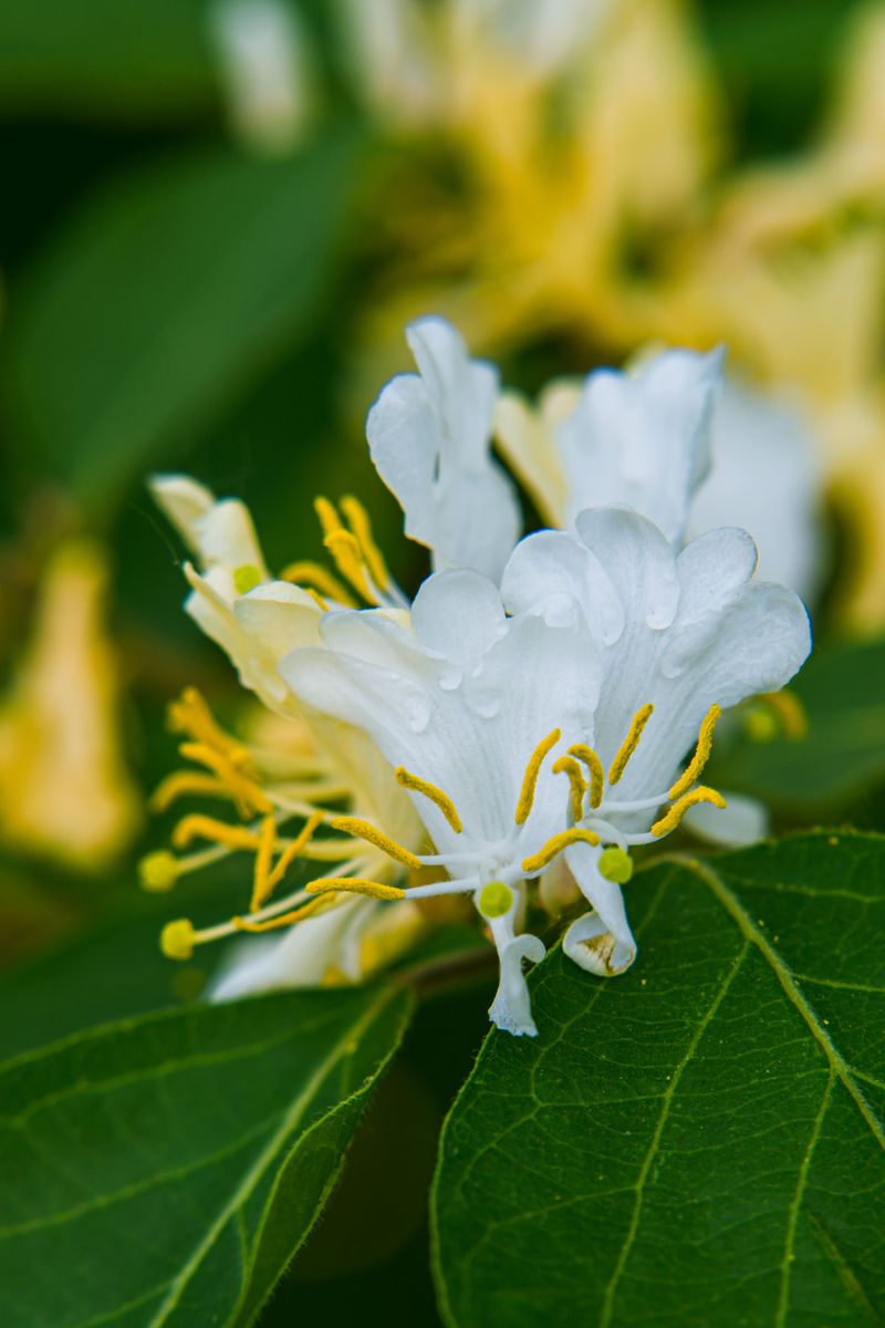 Japanese Honeysuckle