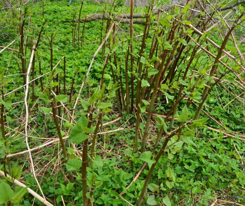 Japanese Knotweed Is A Banned Michigan Invader