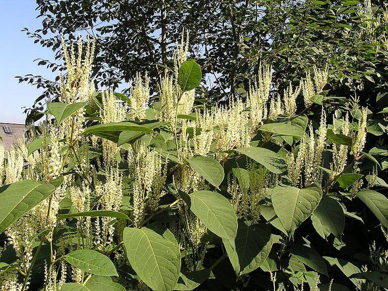 Japanese Knotweed Is Far Harder To Contain Than It Looks