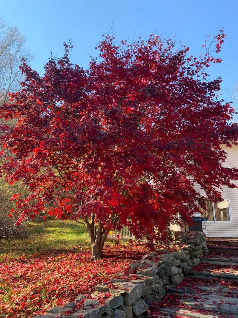 Japanese Maple Gives Small Yards Shade Without Taking Over Japanese Maple Gives Small Yards Shade Without Taking Over