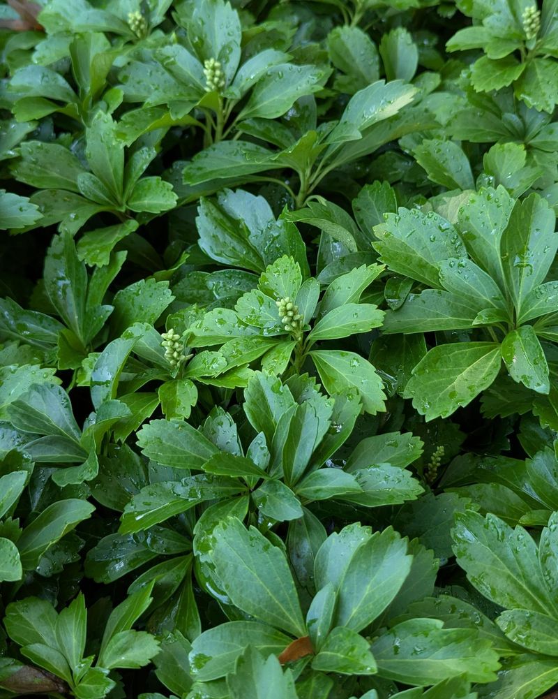 Japanese Pachysandra