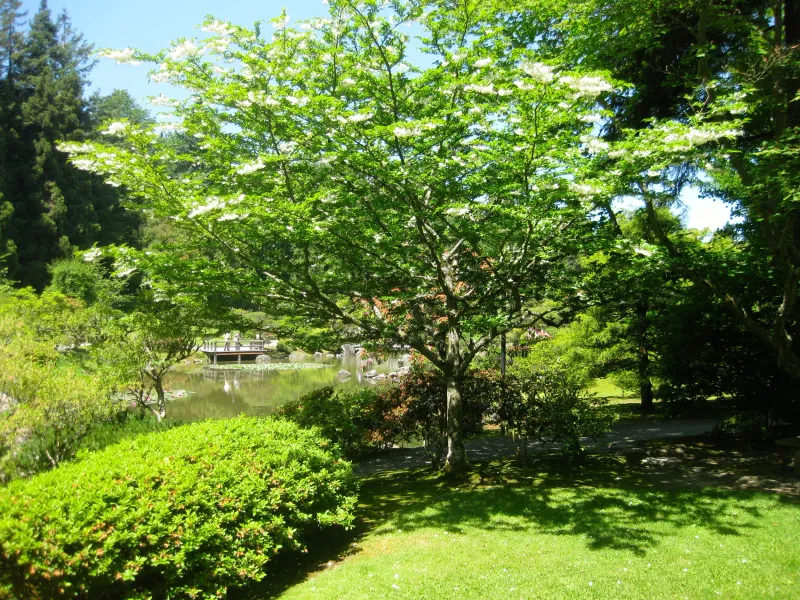 Japanese Snowbell Keeps A Graceful, Smaller Footprint Japanese Snowbell Keeps A Graceful, Smaller Footprint