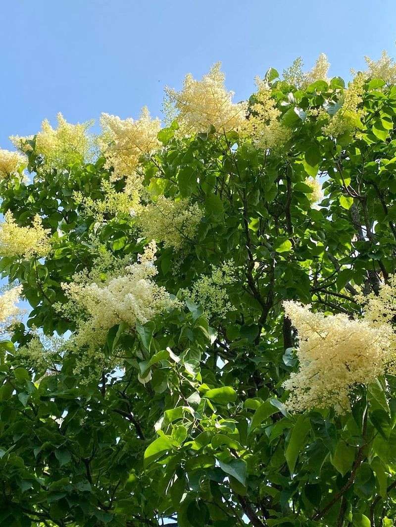 Japanese Tree Lilac Fits Tight Spaces