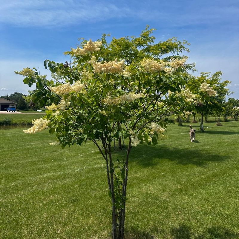 Japanese Tree Lilac Japanese Tree Lilac