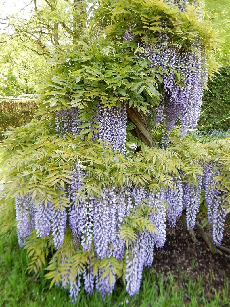 Japanese Wisteria (Wisteria Floribunda) Japanese Wisteria (Wisteria Floribunda)