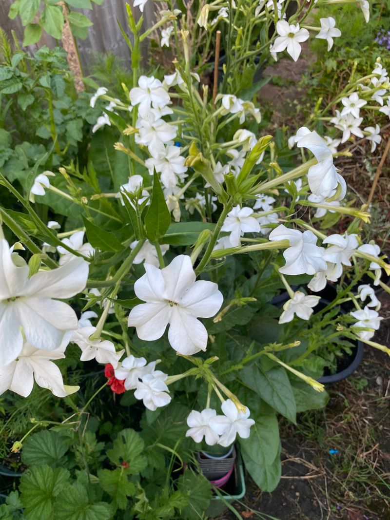 Jasmine Tobacco Opens After Sunset