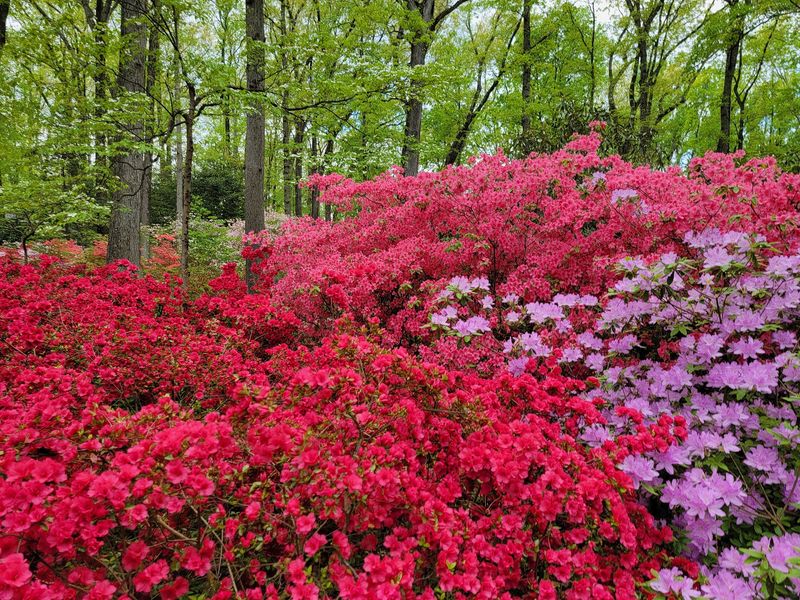 Jenkins Arboretum Rewards Visitors With A Native Plant Paradise