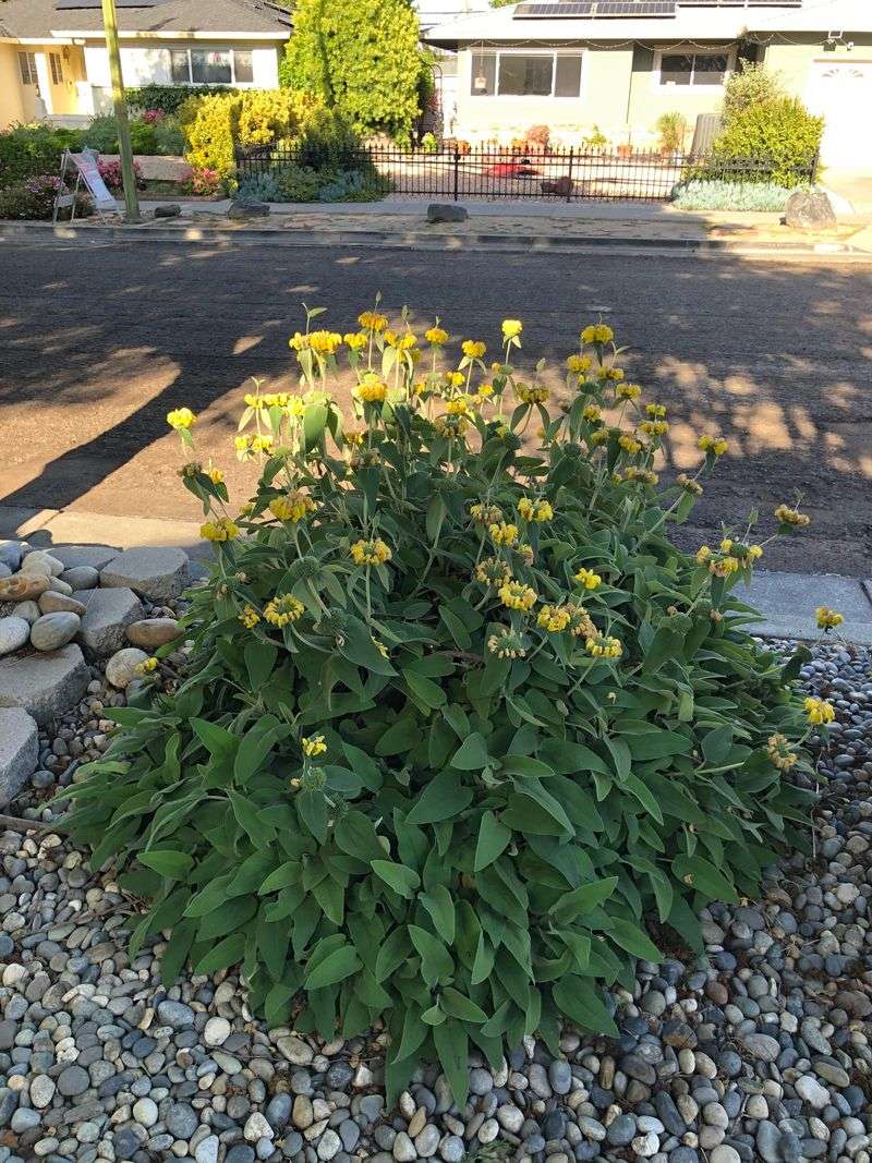 Jerusalem Sage Stays Sturdy In Lean, Gravelly Soil