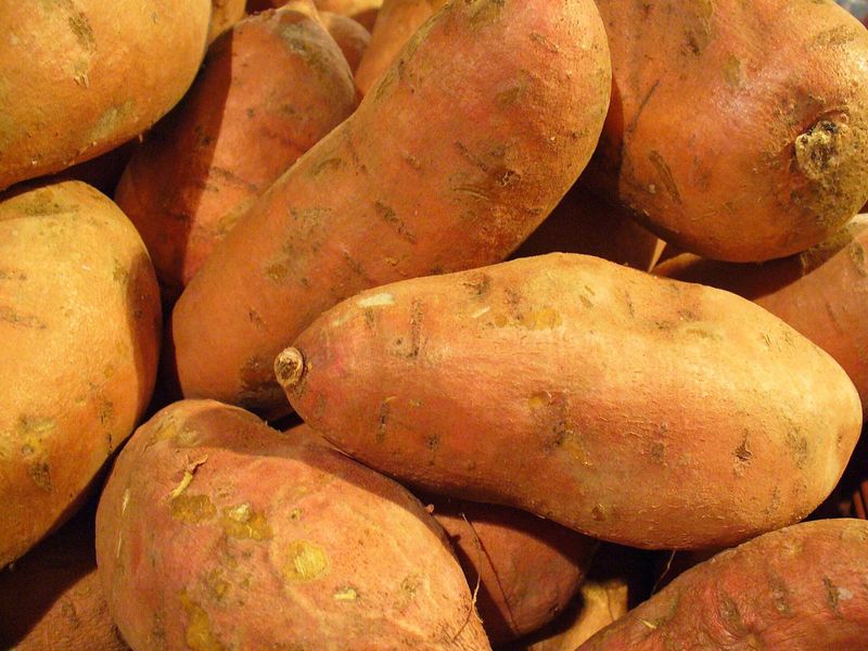 Jewel Sweet Potatoes Resist Common Florida Pests Jewel Sweet Potatoes Resist Common Florida Pests