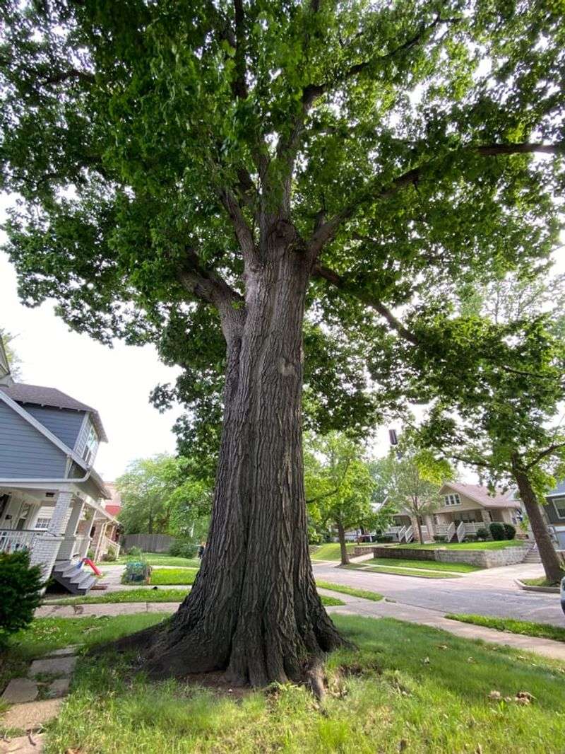 Jobs Better Left To A Certified Arborist