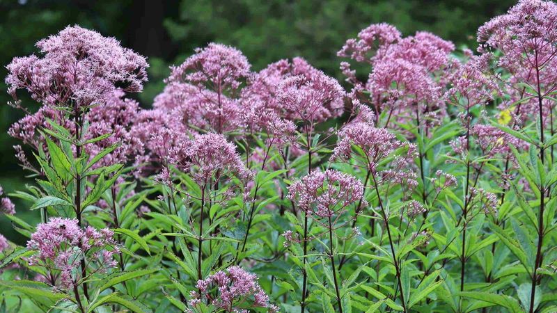 Joe Pye Weed Joe Pye Weed