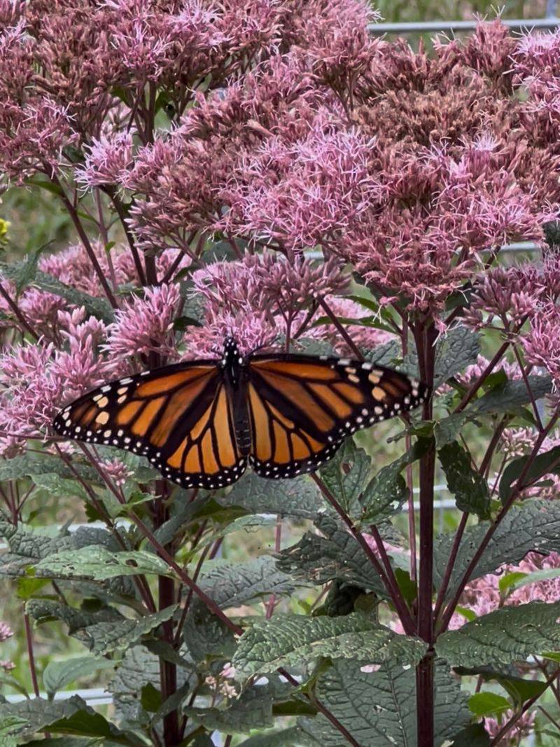 Joe-Pye Weed