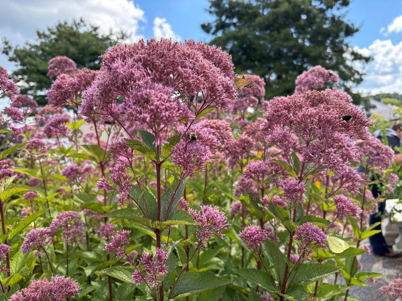 Joe-Pye Weed Joe-Pye Weed