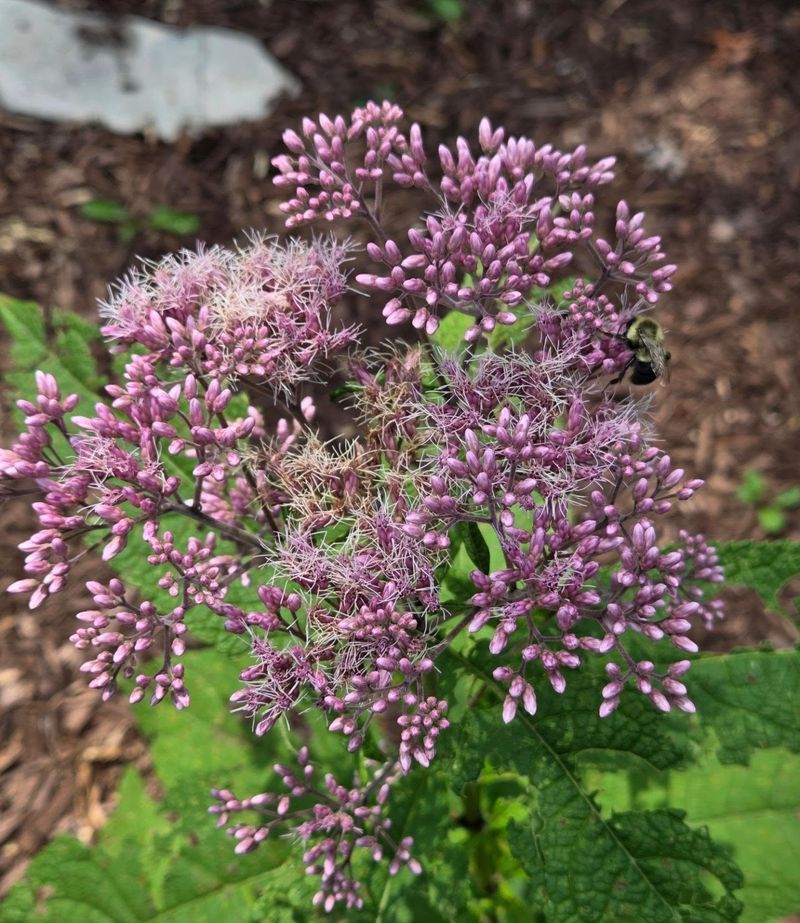 Joe-Pye Weed