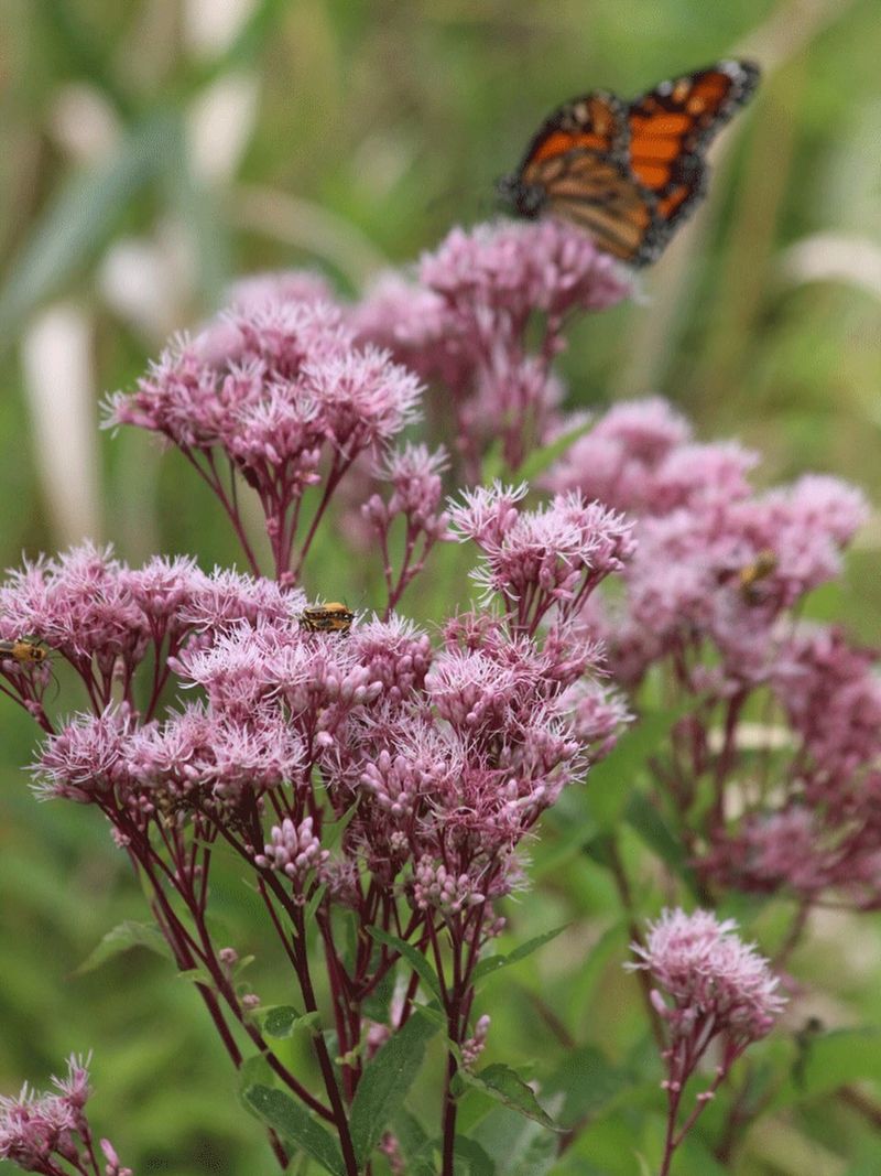Joe Pye Weed
