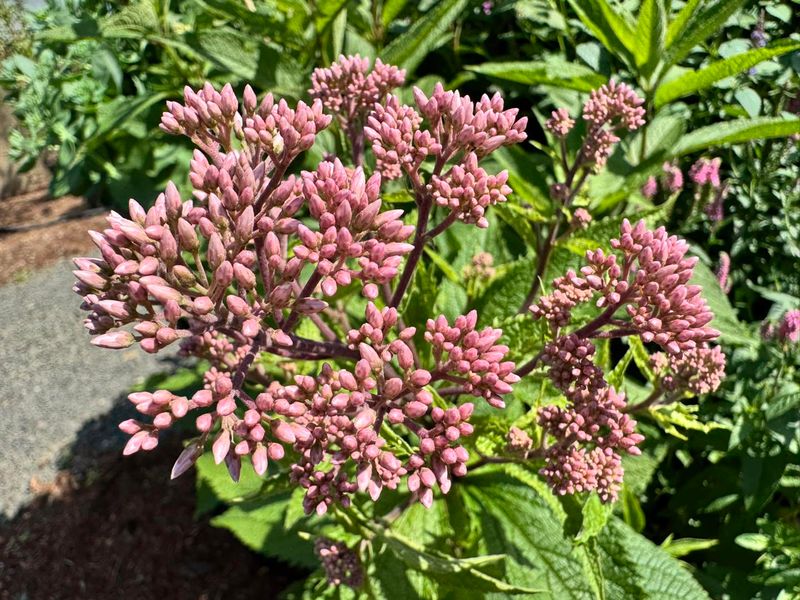 Joe Pye Weed Joe Pye Weed