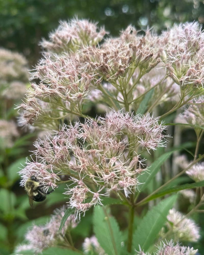 Joe Pye Weed Joe Pye Weed