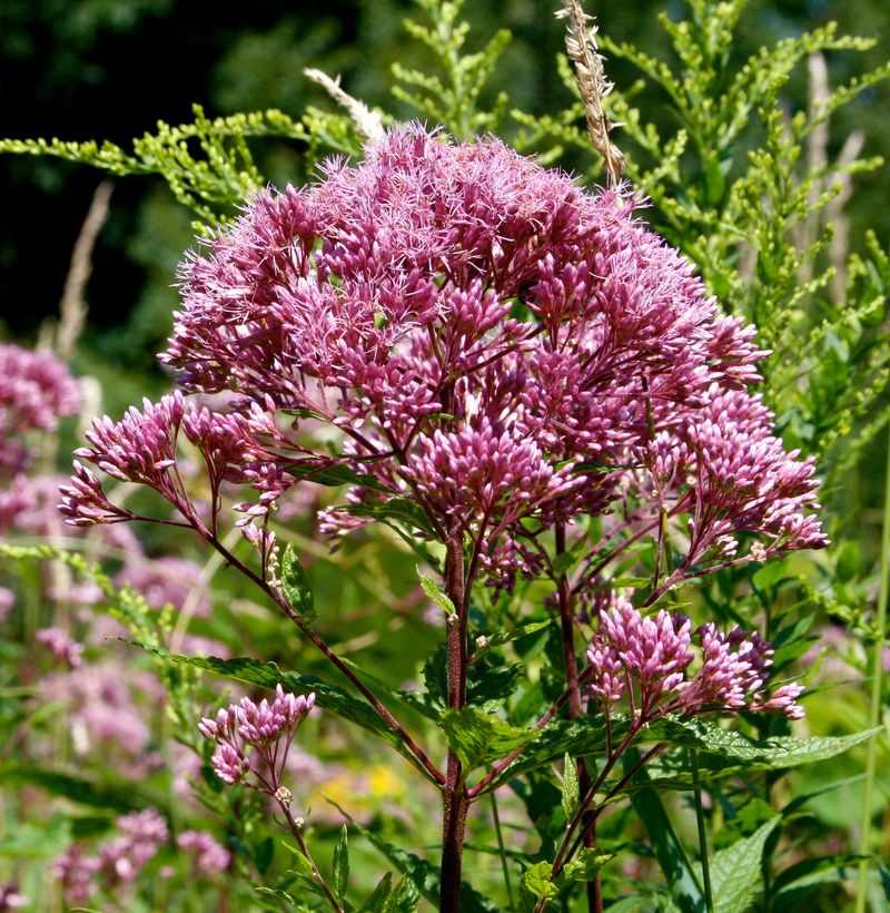 Joe-Pye Weed Adds Height Where Soil Stays Moist