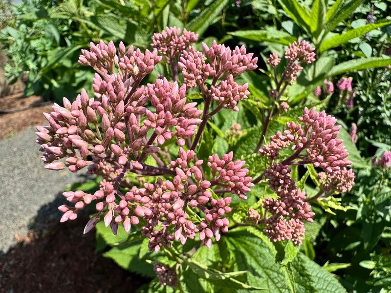 Joe Pye Weed Attracts Many Flying Insects Joe Pye Weed Attracts Many Flying Insects