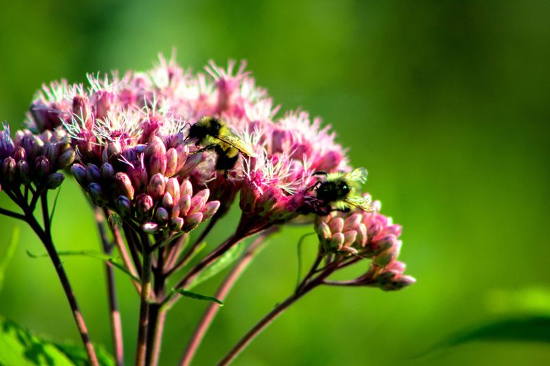 Joe-Pye Weed Brings In Native Bee Species