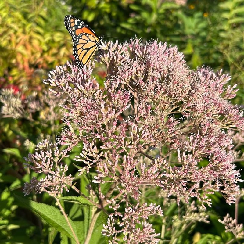 Joe Pye Weed Builds A Nectar Tower Joe Pye Weed Builds A Nectar Tower