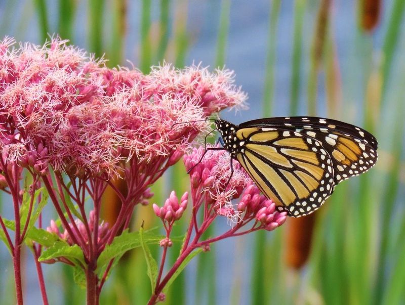 Joe Pye Weed Feeds Monarchs While Standing Seven Feet Tall