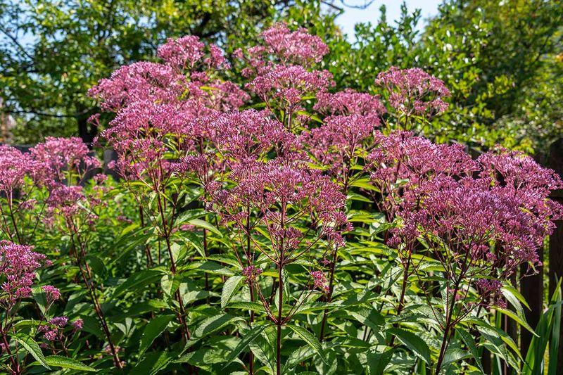 Joe Pye Weed Keeps Wildlife Interested All Winter