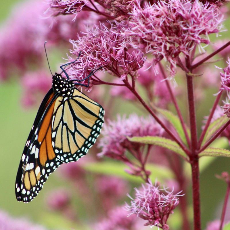 Joe-Pye Weed Offers August Nectar