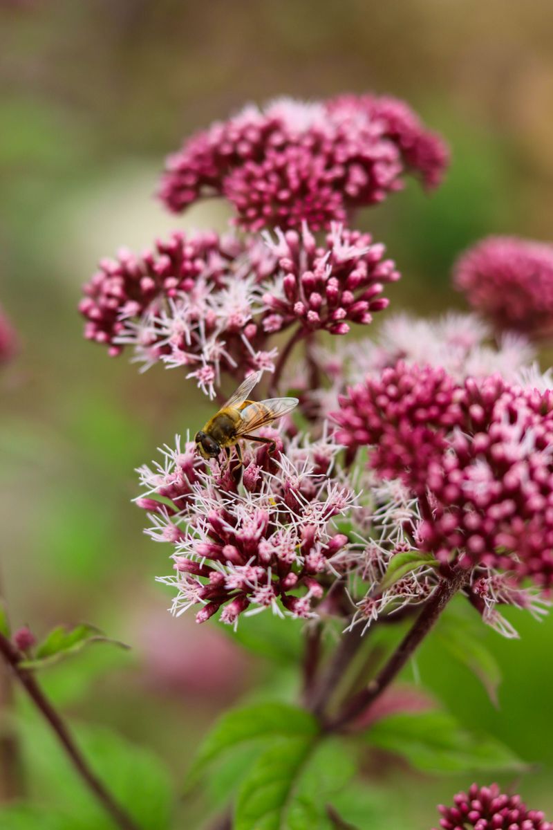 Joe Pye Weed Joe Pye Weed