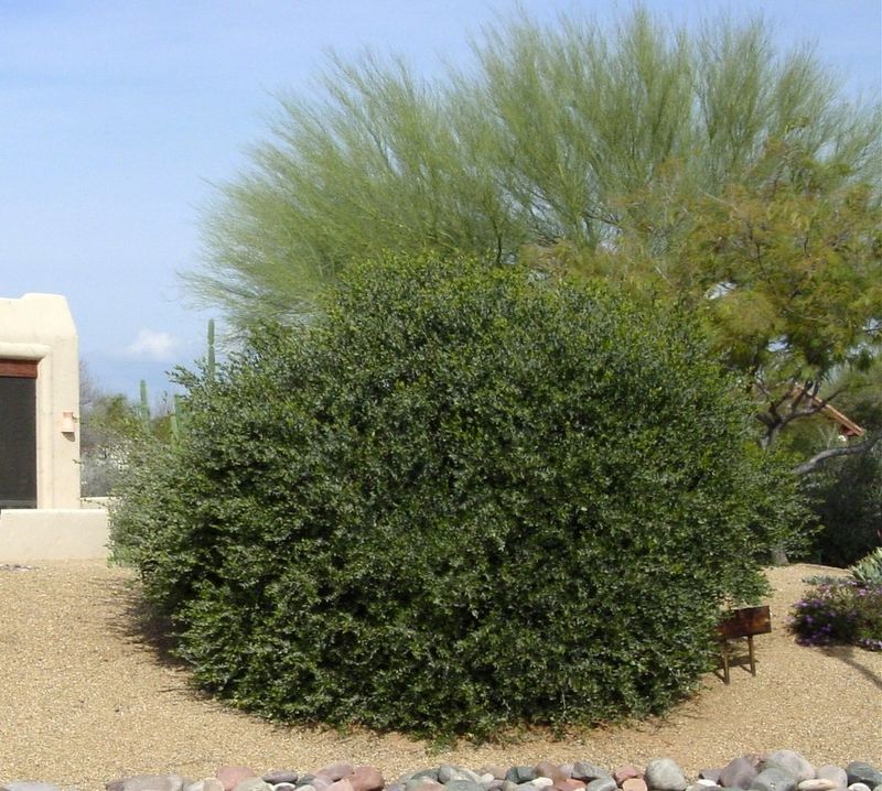 Jojoba Makes A Tough Screen For Hot Desert Yards